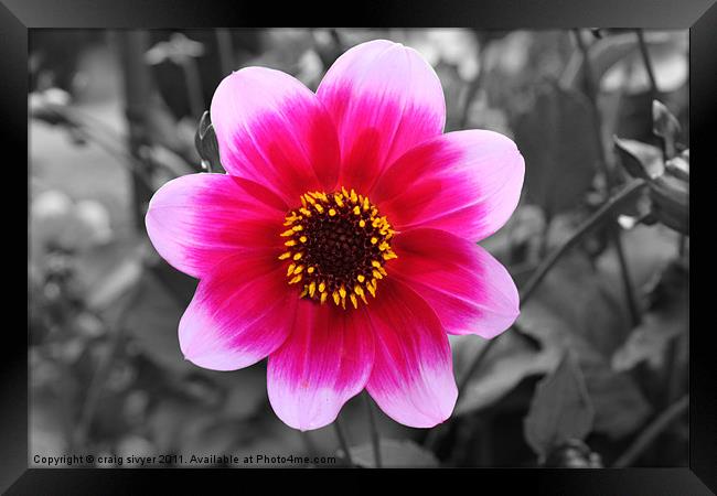 Flower Black with red/pink colour Framed Print by craig sivyer