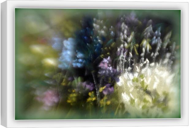 SUMMER BLOOMS Canvas Print by Tony Sharp LRPS CPAGB