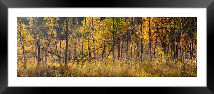 Norway Autumn Forest Framed Mounted Print by Sonny Ryse