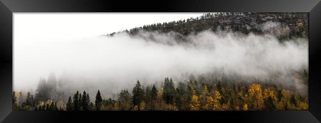 Norwegian forest in the mist Framed Print by Sonny Ryse