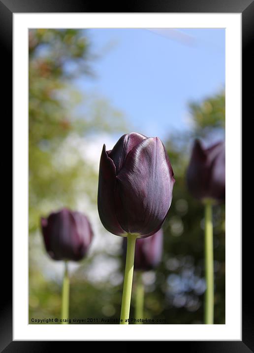 Dark purple / black tulip flower Framed Mounted Print by craig sivyer