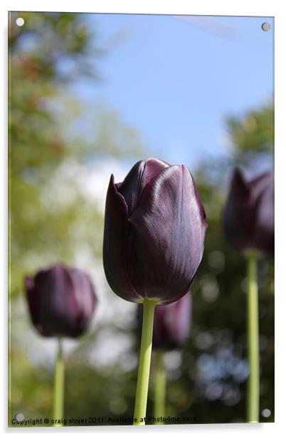 Dark purple / black tulip flower Acrylic by craig sivyer