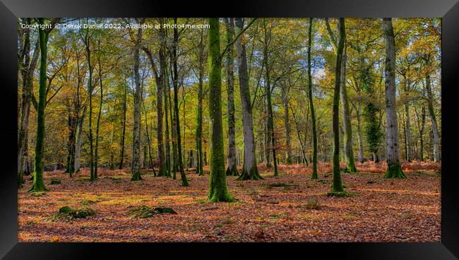 Wonderful Autumn Forest Scene Framed Print by Derek Daniel