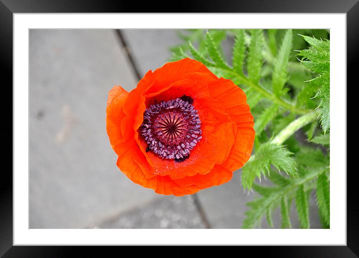 poppy Framed Mounted Print by Nelly Gogus