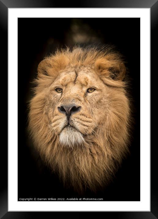 Male Asiatic Lion Framed Mounted Print by Darren Wilkes