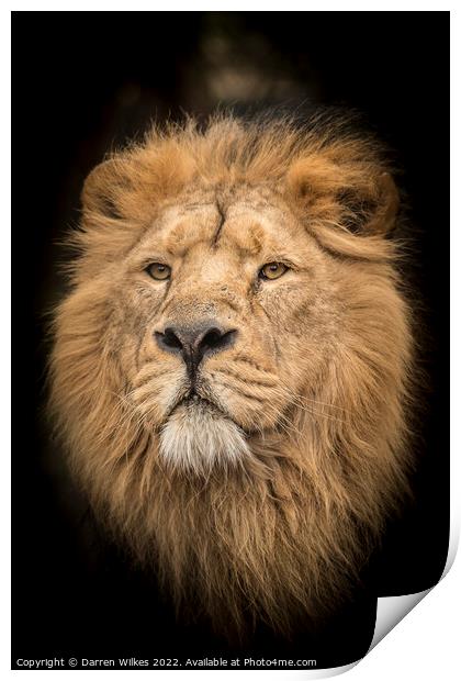 Male Asiatic Lion Print by Darren Wilkes