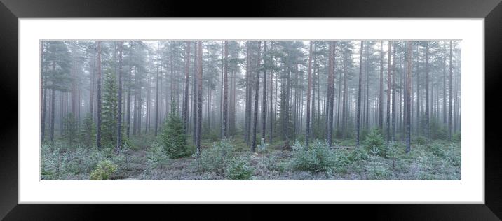 Norwegian Forest Mist Frost Vestfold og Telemark Framed Mounted Print by Sonny Ryse