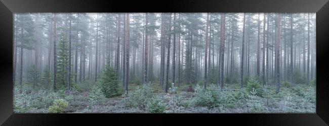 Norwegian Forest Mist Frost Vestfold og Telemark Framed Print by Sonny Ryse