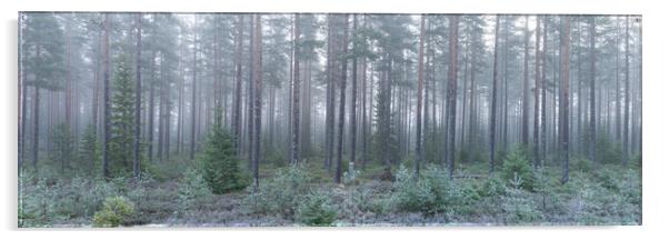 Norwegian Forest Mist Frost Vestfold og Telemark Acrylic by Sonny Ryse