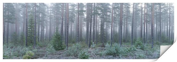 Norwegian Forest Mist Frost Vestfold og Telemark Print by Sonny Ryse