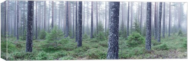 Norwegian Forest Mist Frost Vestfold og Telemark Canvas Print by Sonny Ryse