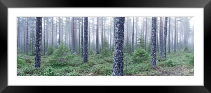 Norwegian Forest Mist Frost Vestfold og Telemark Framed Mounted Print by Sonny Ryse