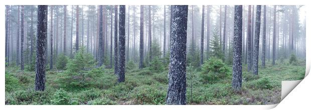 Norwegian Forest Mist Frost Vestfold og Telemark Print by Sonny Ryse