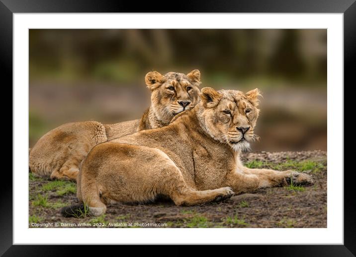 Asiatic Lions  Framed Mounted Print by Darren Wilkes