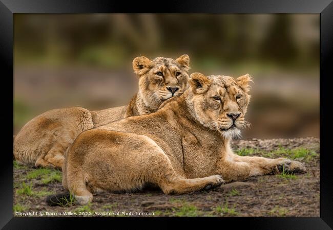 Asiatic Lions  Framed Print by Darren Wilkes