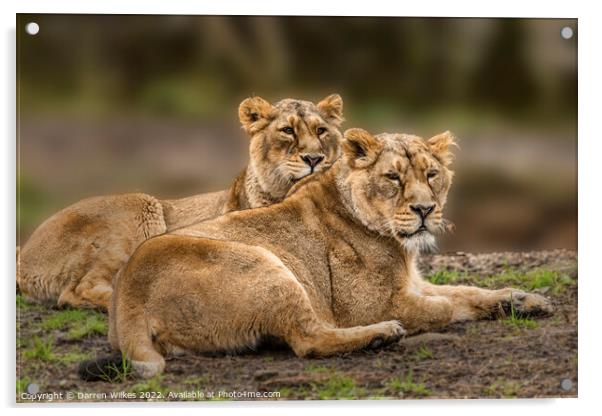 Asiatic Lions  Acrylic by Darren Wilkes