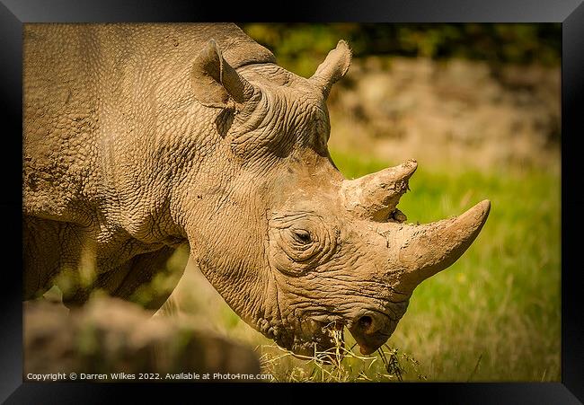 Black Rhinoceros Framed Print by Darren Wilkes