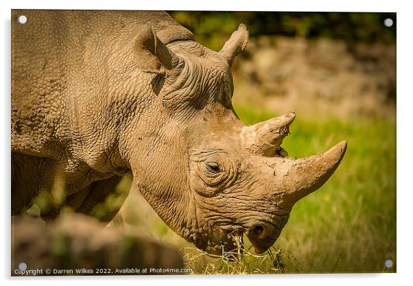 Black Rhinoceros Acrylic by Darren Wilkes