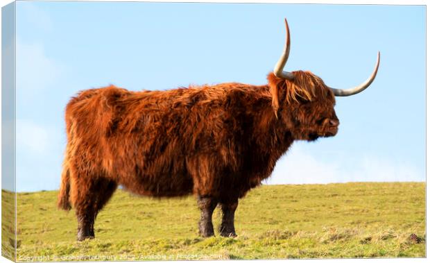 Highland Cow, Scotland Canvas Print by Graham Lathbury