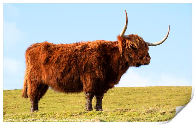 Highland Cow, Scotland Print by Graham Lathbury