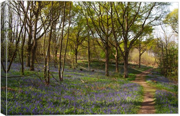 Bluebells in East Sussex Canvas Print by Sally Wallis