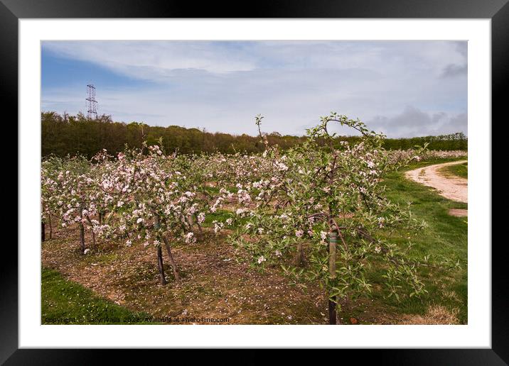 Cherry Orchard Framed Mounted Print by Sally Wallis