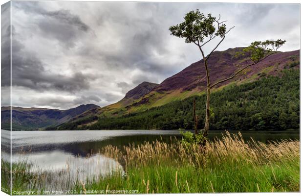 Lone tree on Buttermere Canvas Print by Jim Monk