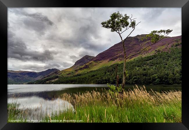 Lone tree on Buttermere Framed Print by Jim Monk