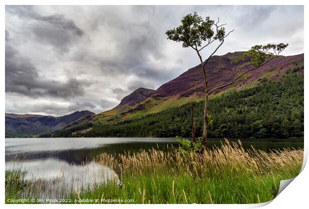 Lone tree on Buttermere Print by Jim Monk