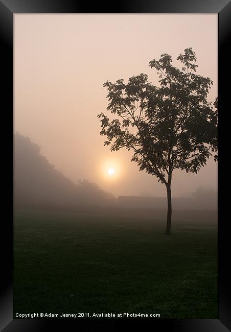 Misty tree Framed Print by Adam Jesney