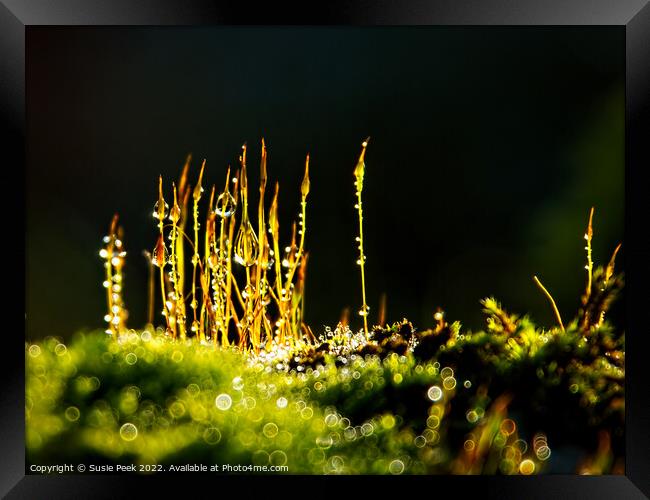 Glistening Sporophytes in Winter Sun Framed Print by Susie Peek
