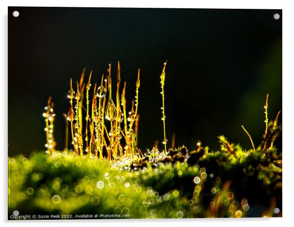 Glistening Sporophytes in Winter Sun Acrylic by Susie Peek