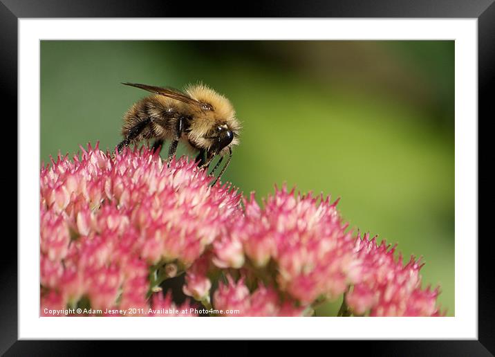 Bee on pink flower Framed Mounted Print by Adam Jesney