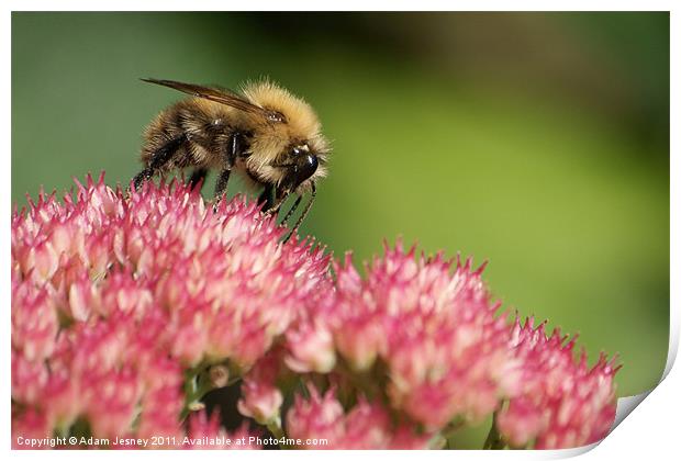 Bee on pink flower Print by Adam Jesney