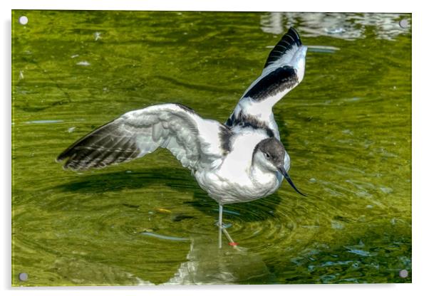 Graceful Avocet in Shallow Pond Acrylic by Roger Mechan