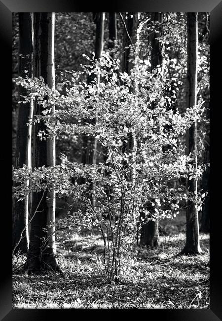 Sunlit beech leaves   Framed Print by Simon Johnson