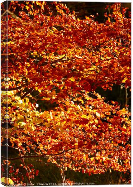 Sunlit beech leaves  Canvas Print by Simon Johnson