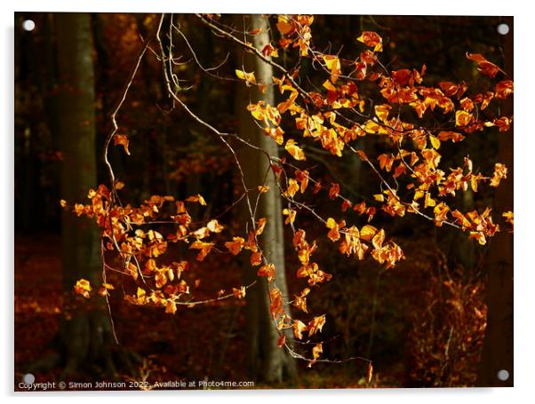 Sunlit beech leaves  Acrylic by Simon Johnson