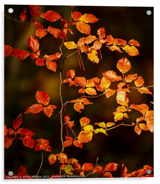 sunlit beech leaves  Acrylic by Simon Johnson