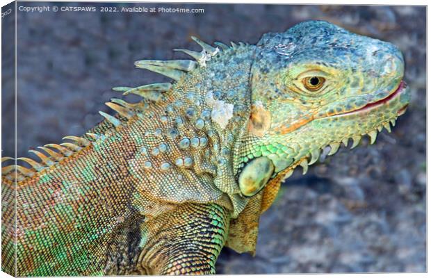 WEST INDIAN IGUANA Canvas Print by CATSPAWS 