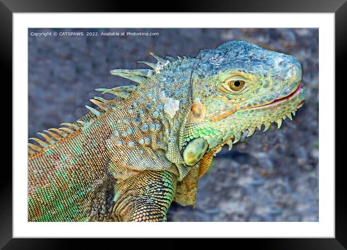 WEST INDIAN IGUANA Framed Mounted Print by CATSPAWS 