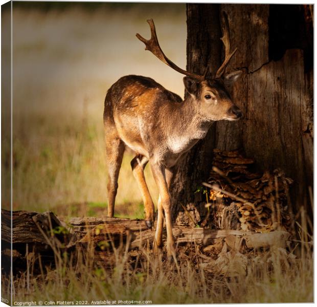A young stag in the woods Canvas Print by Colin Flatters