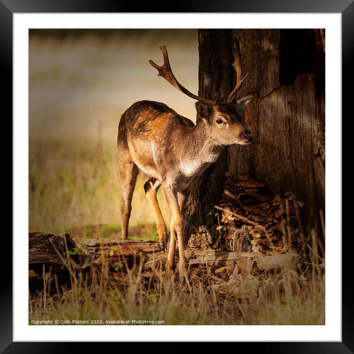 A young stag in the woods Framed Mounted Print by Colin Flatters