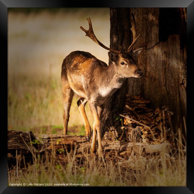 A young stag in the woods Framed Print by Colin Flatters