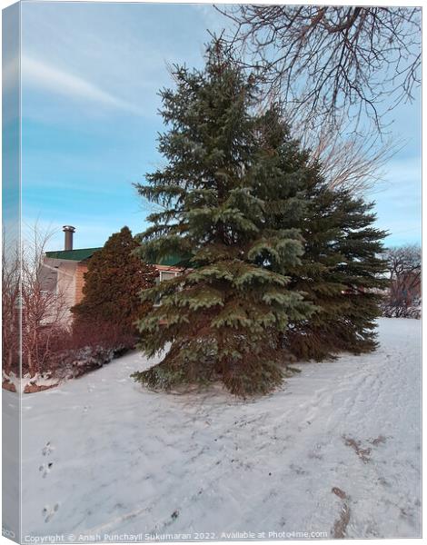 tree in the snow , view from manitoba . winter landscape with snow covered trees Canvas Print by Anish Punchayil Sukumaran