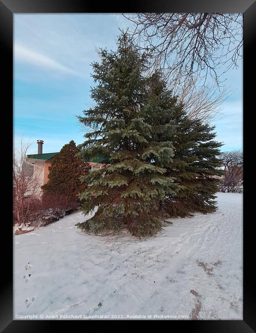 tree in the snow , view from manitoba . winter landscape with snow covered trees Framed Print by Anish Punchayil Sukumaran