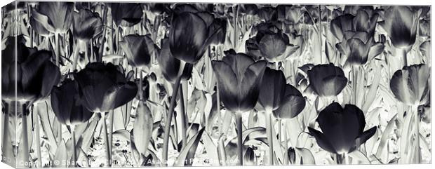Black Tulips Canvas Print by Sharon Lisa Clarke