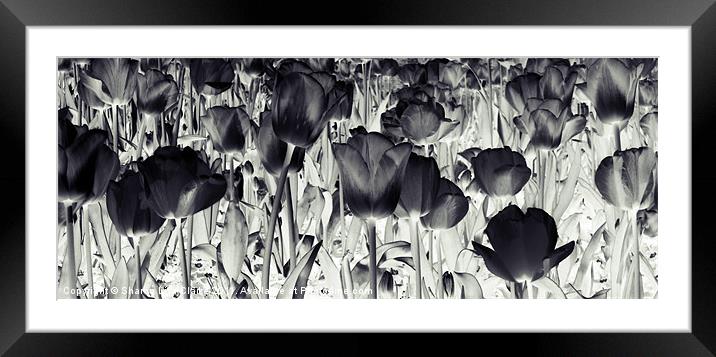 Black Tulips Framed Mounted Print by Sharon Lisa Clarke
