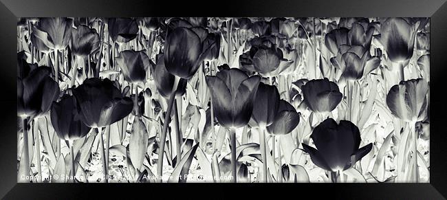 Black Tulips Framed Print by Sharon Lisa Clarke