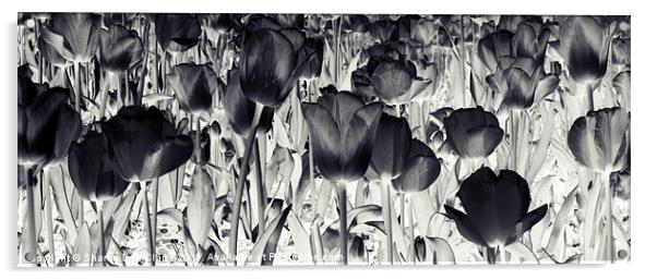 Black Tulips Acrylic by Sharon Lisa Clarke